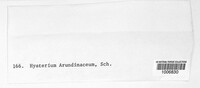 Lophodermium arundinaceum image